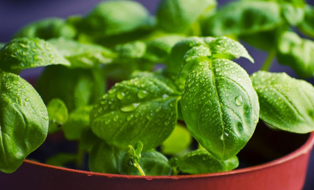 basilico