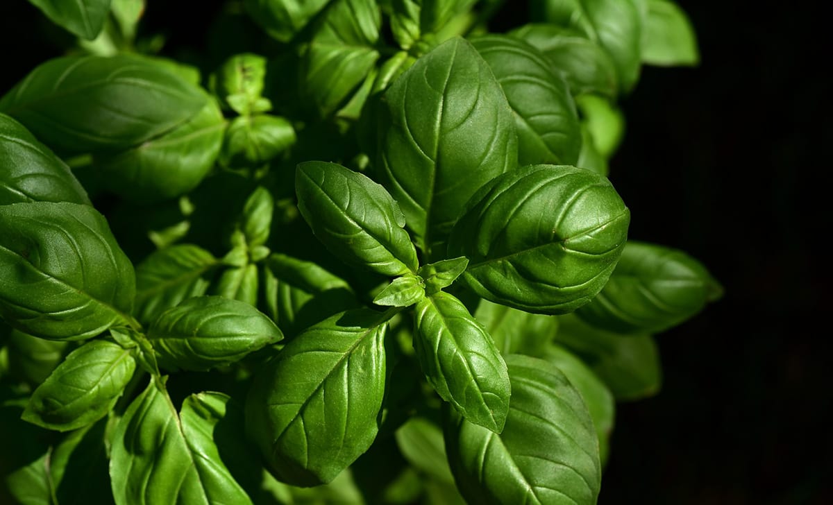 basilico