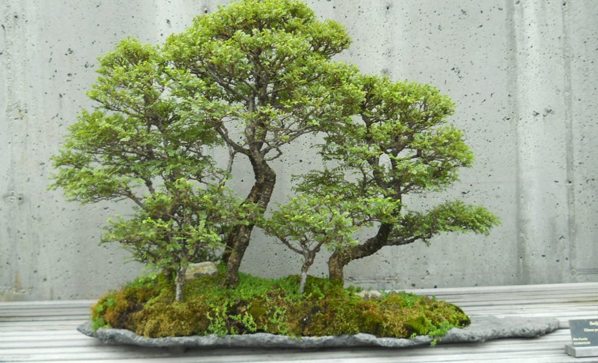 bonsai