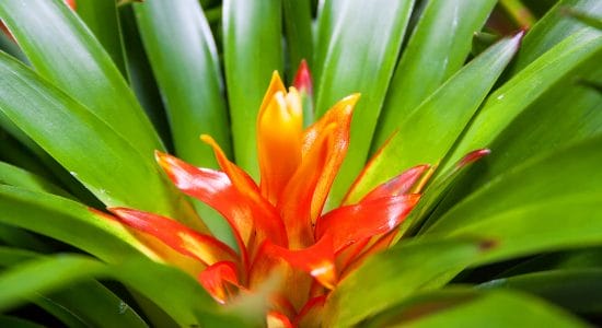 Guzmania