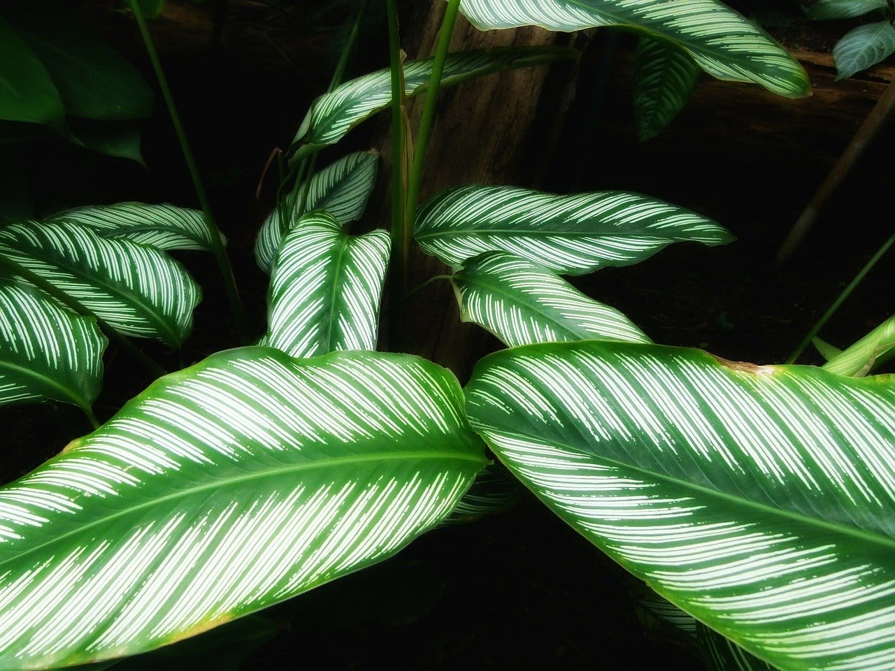 calathea ornata