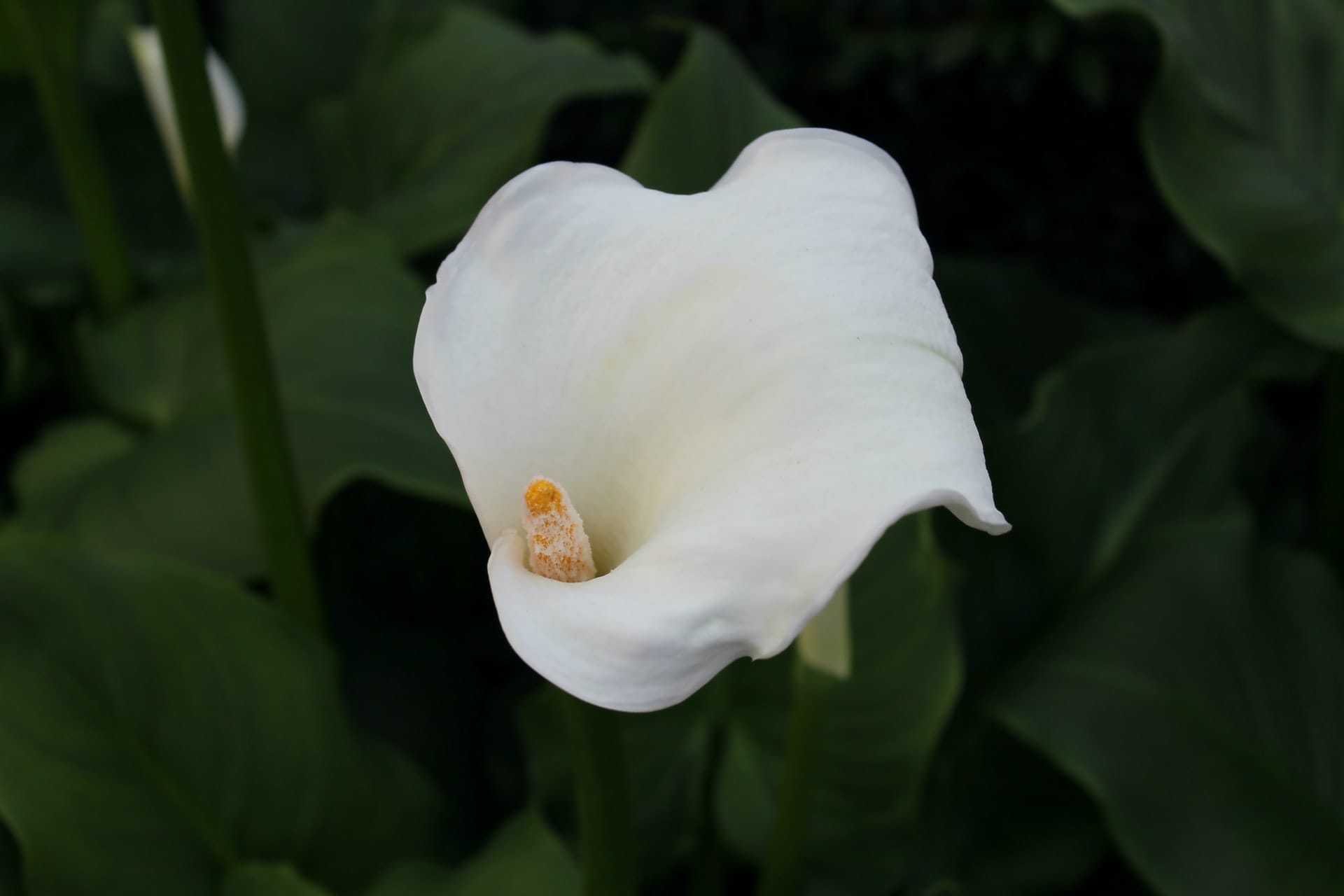 calla