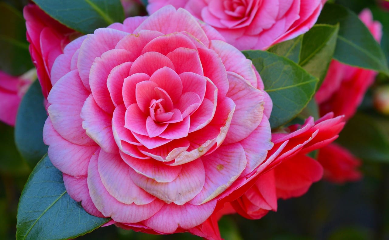 camelia