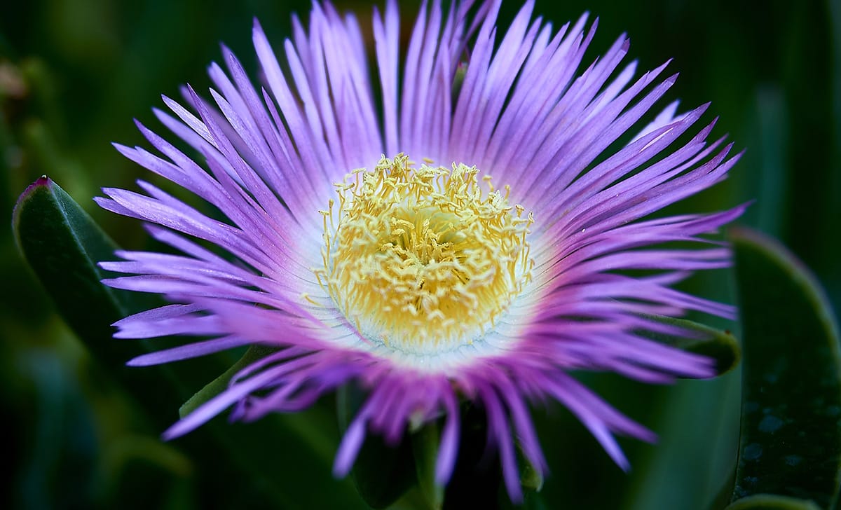 carpobrotus