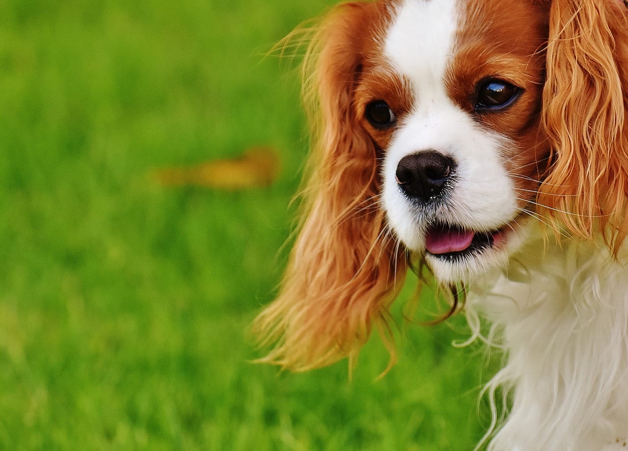 razza Cavalier King