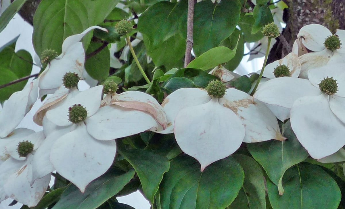 cornus kousa