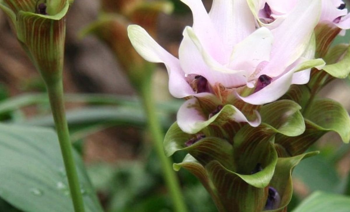 curcuma bianca