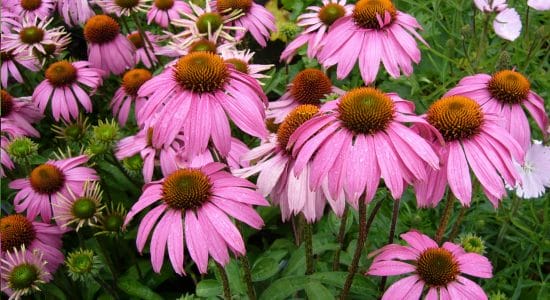 echinacea