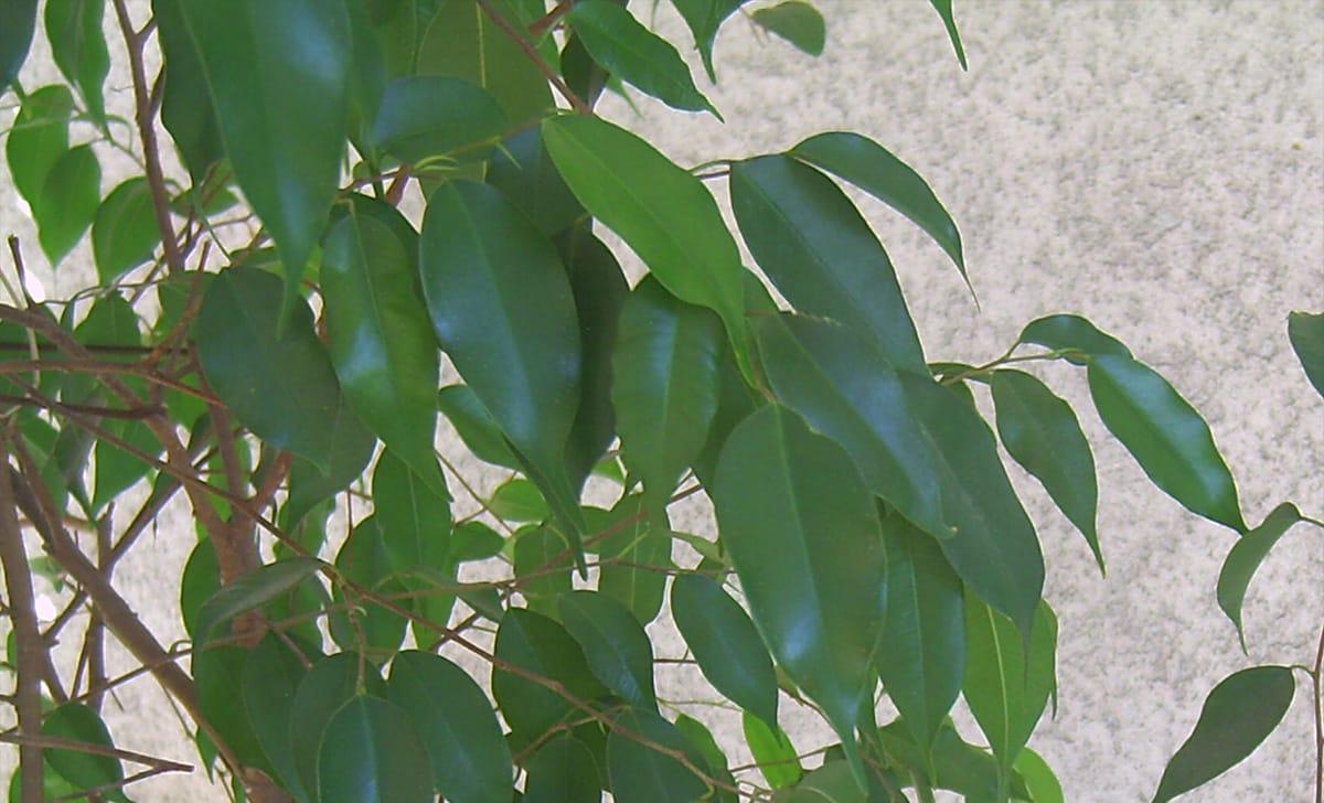 ficus