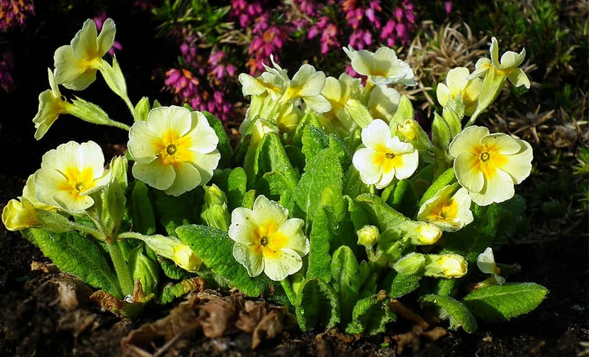 primula