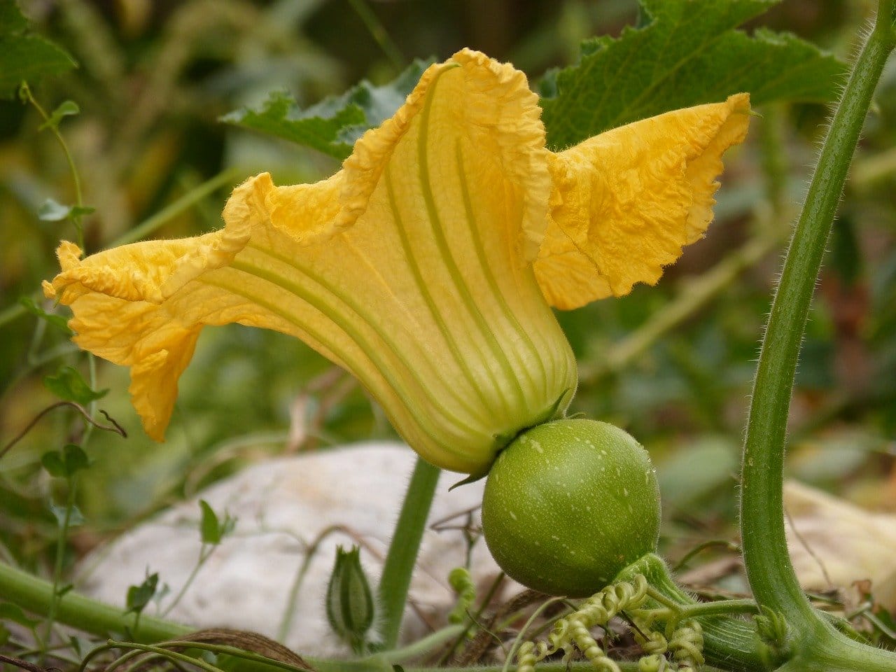 fiori di zucca