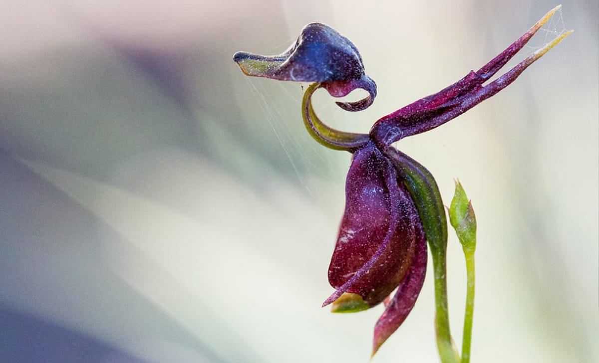 flying duck orchid