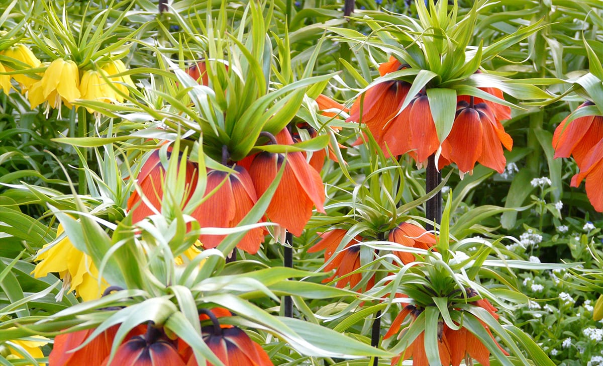 fritillaria imperialis