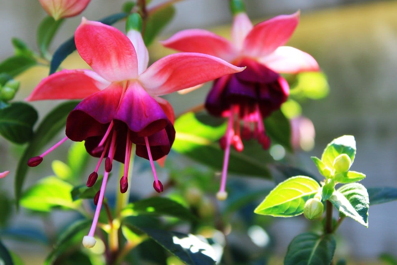 fuchsia