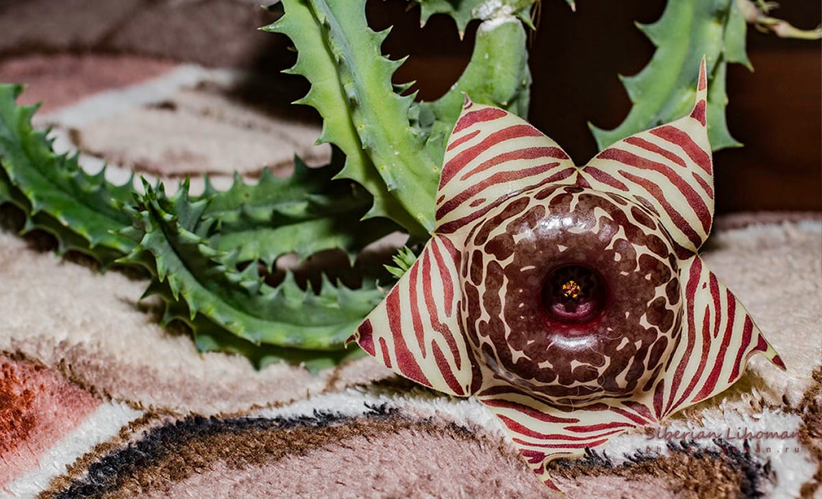 huernia