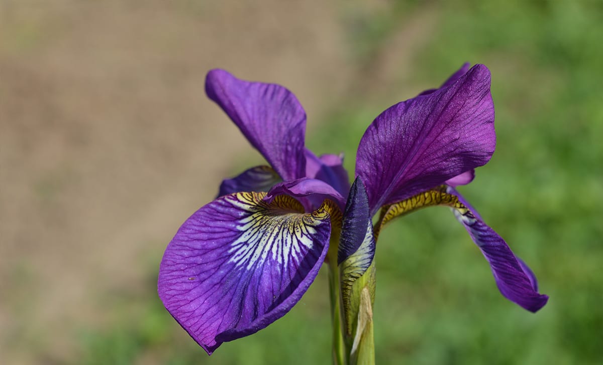 Iris