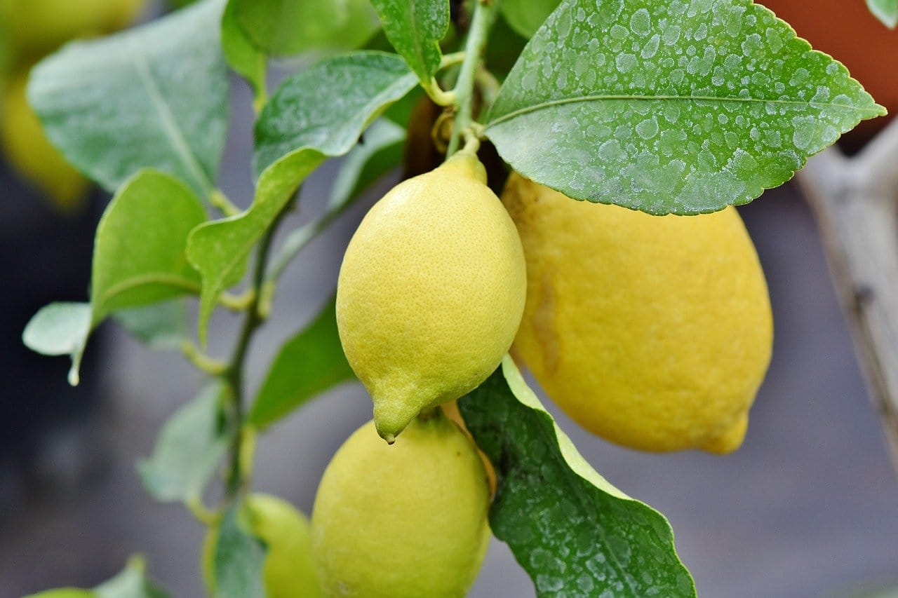 limoni