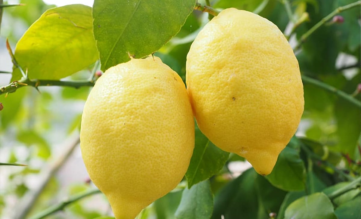 limoni