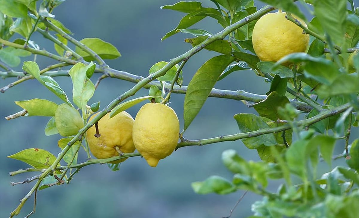 limoni