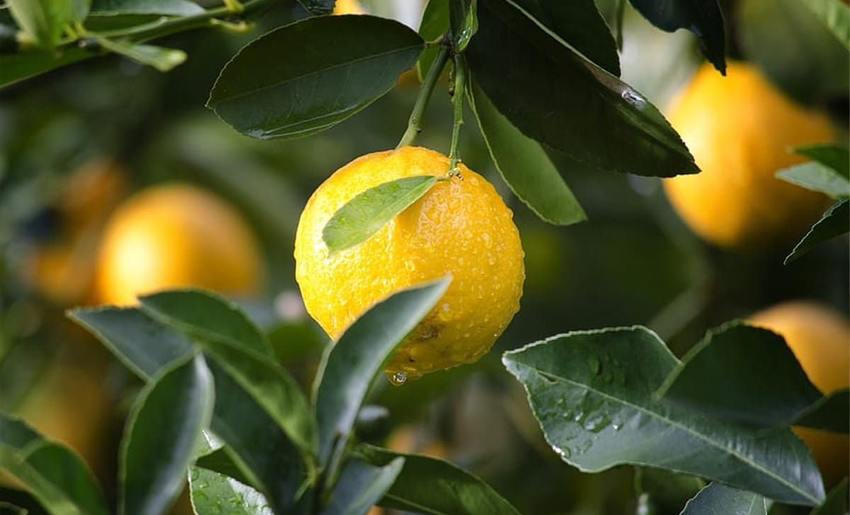 limoni