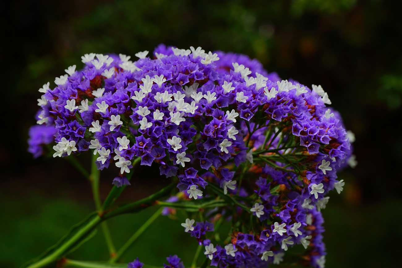 limonium