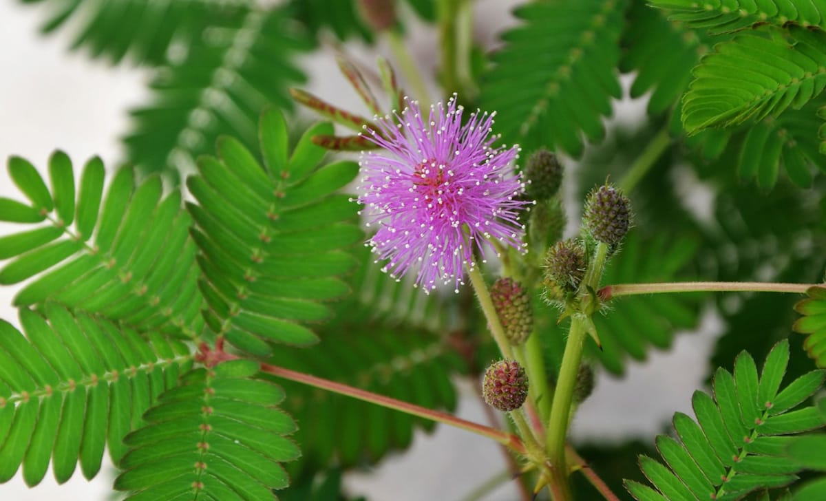 mimosa pudica