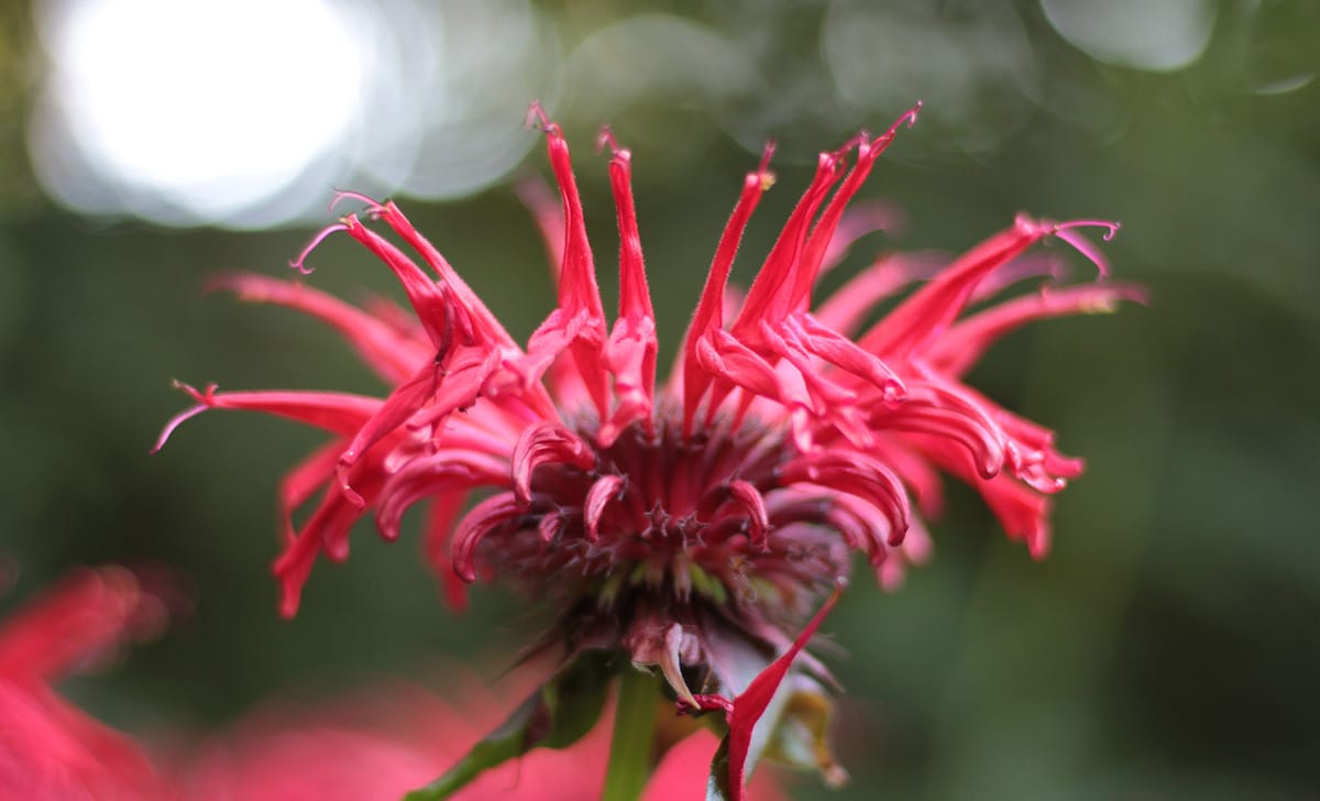 monarda