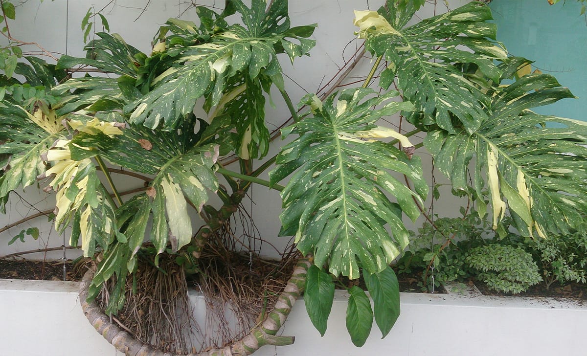 monstera deliciosa