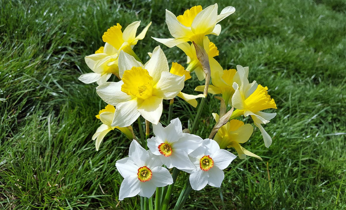 narcissus poeticus