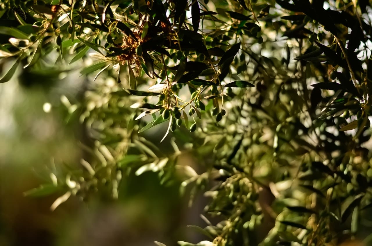 Come Potare L’olivo Per Non Sbagliare E Per Avere Tanti Frutti Da ...