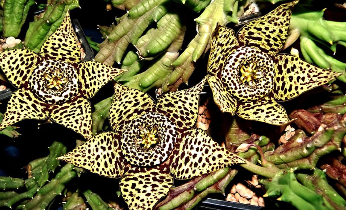 Orbea variegata