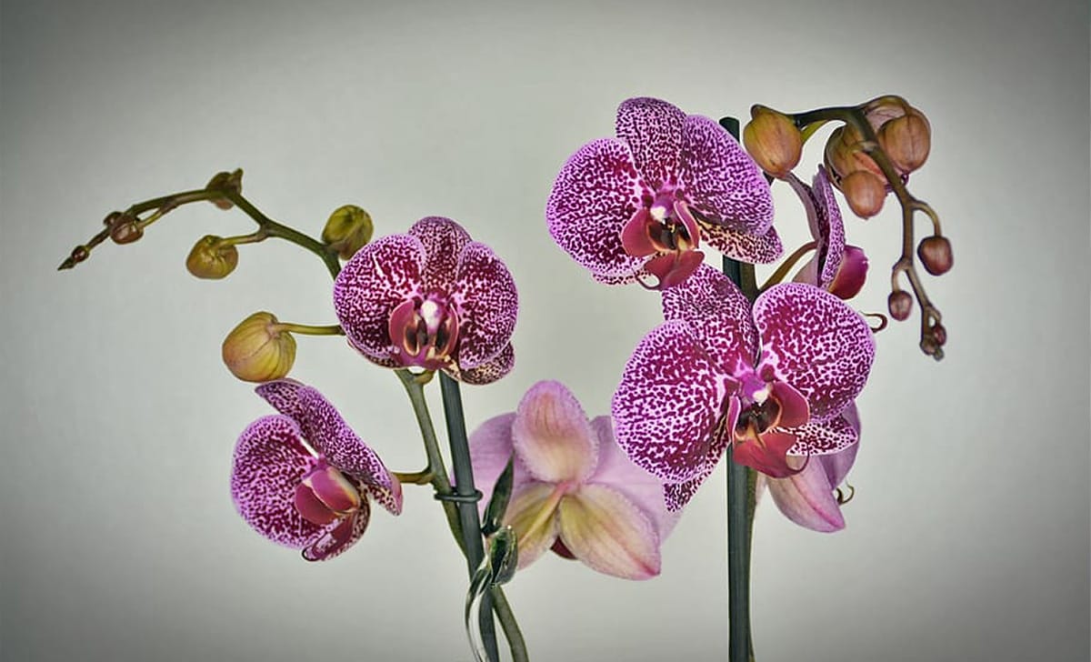 orchidea