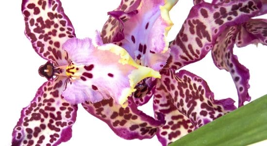 orchidea cambria