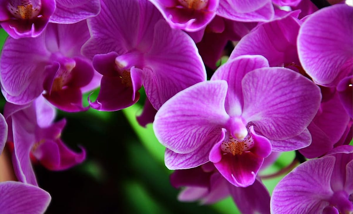 orchidea