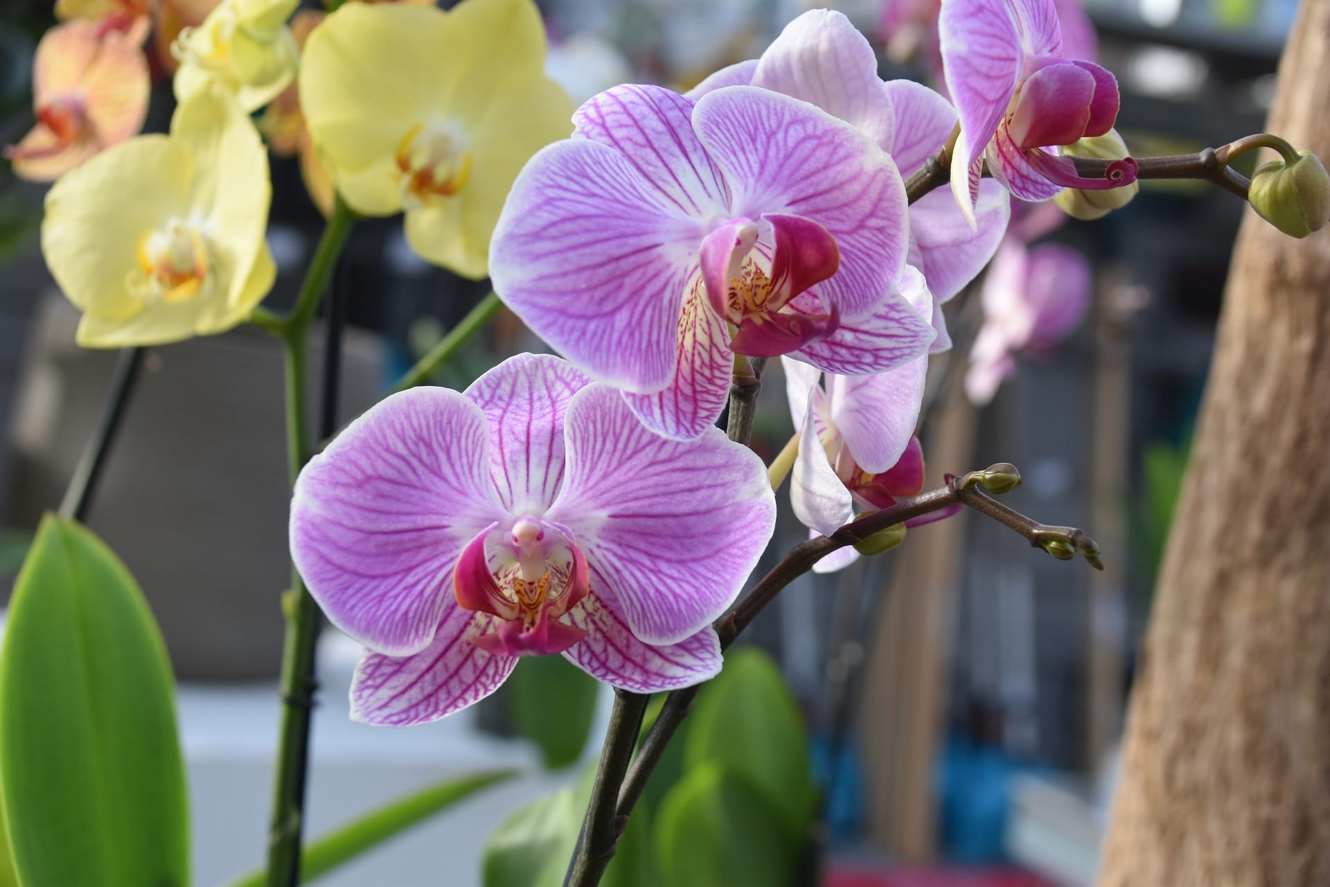 orchidee