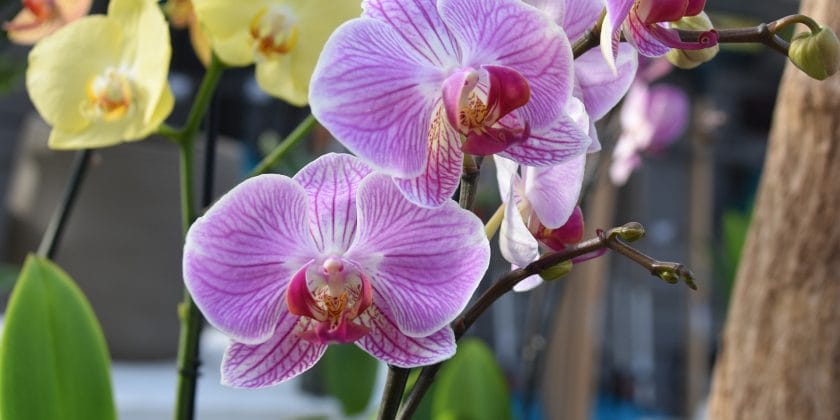 orchidee