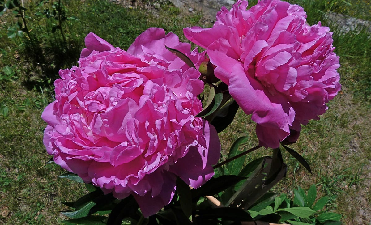 peonia