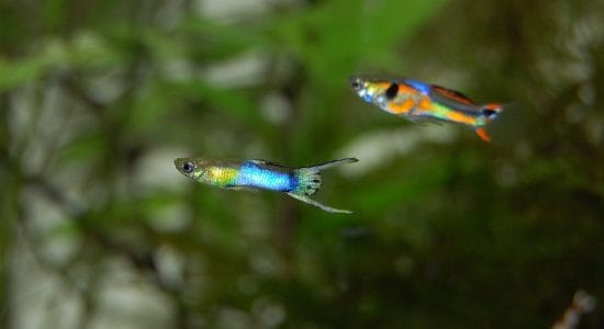 pesci Guppy