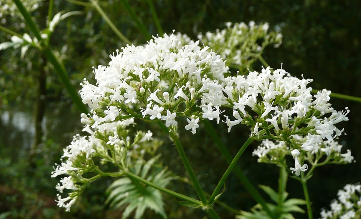 valeriana