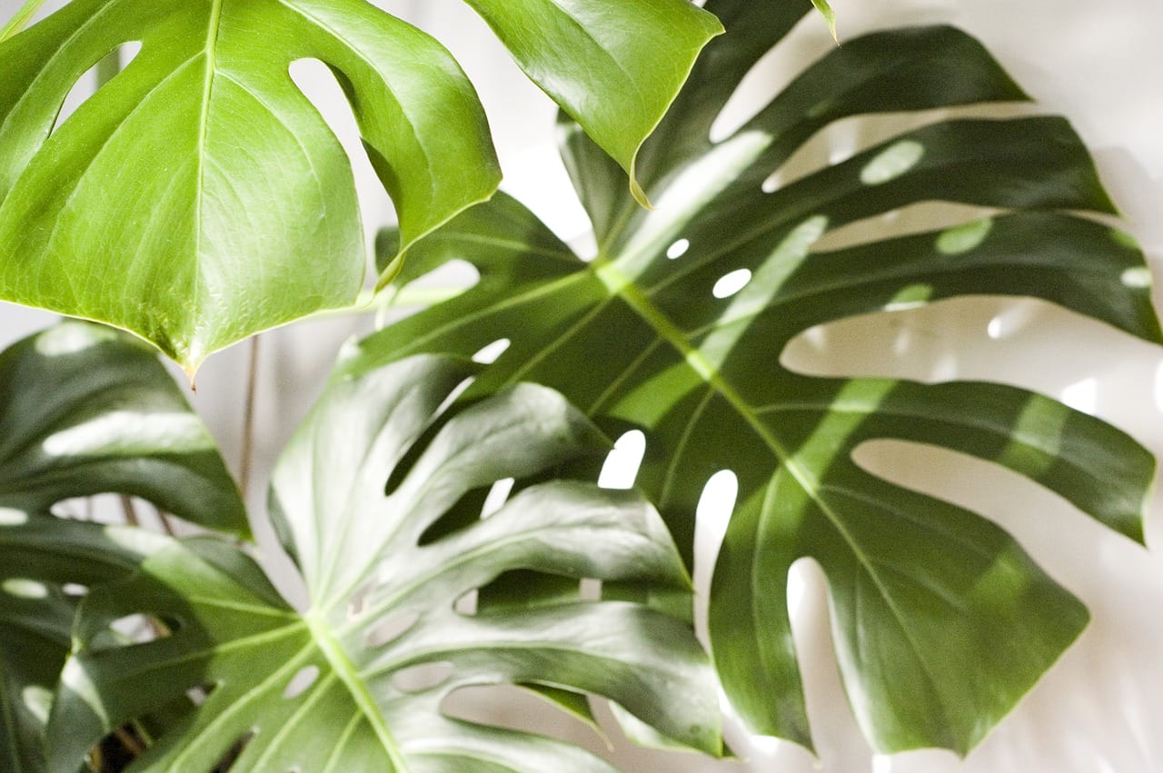 pianta Monstera