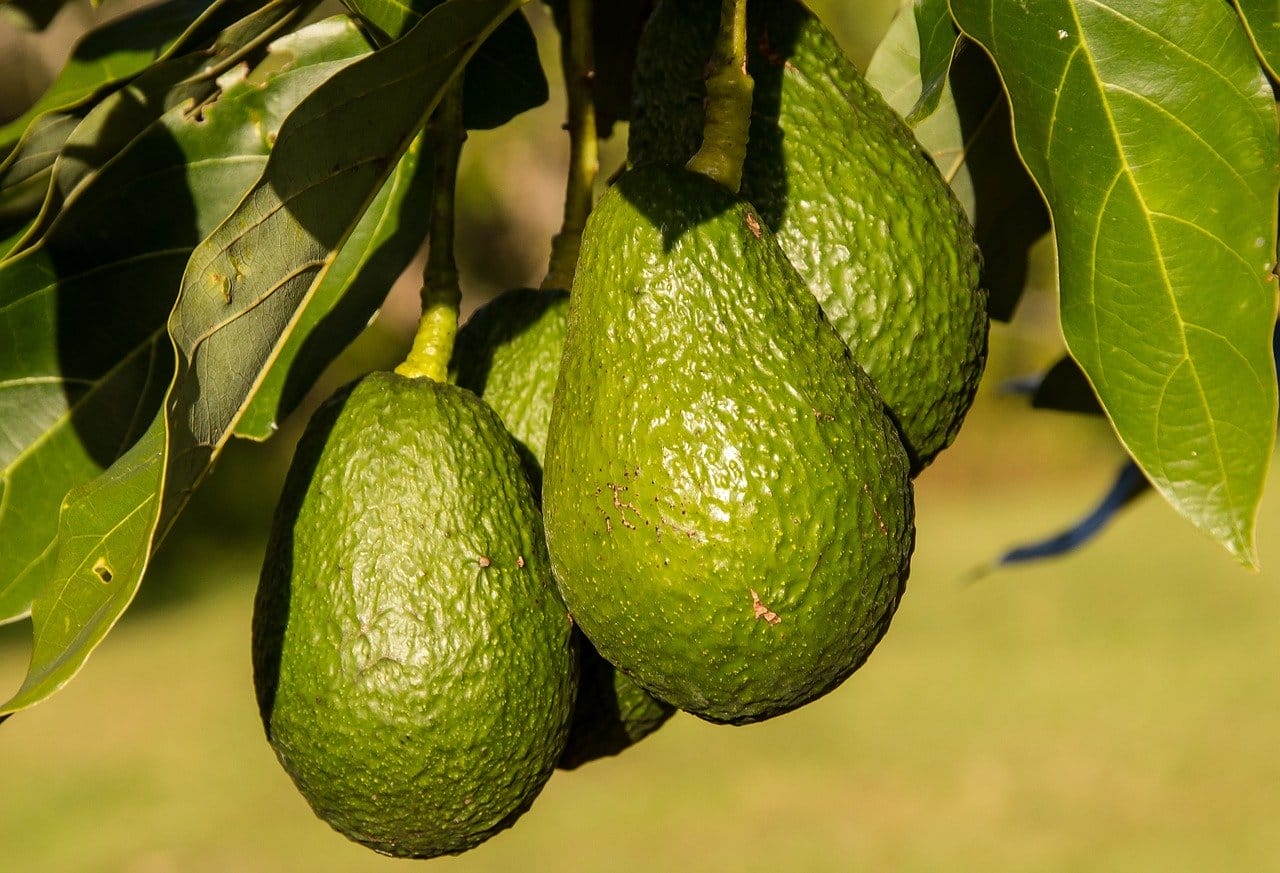 piantare avocado