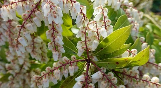 pianta andromeda giapponese