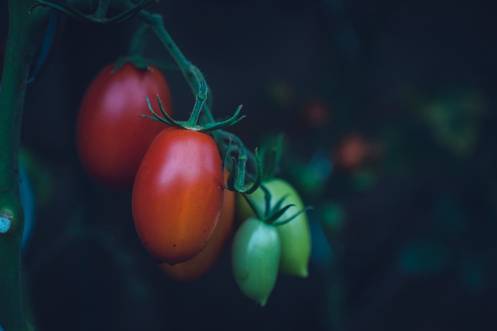 pomodori