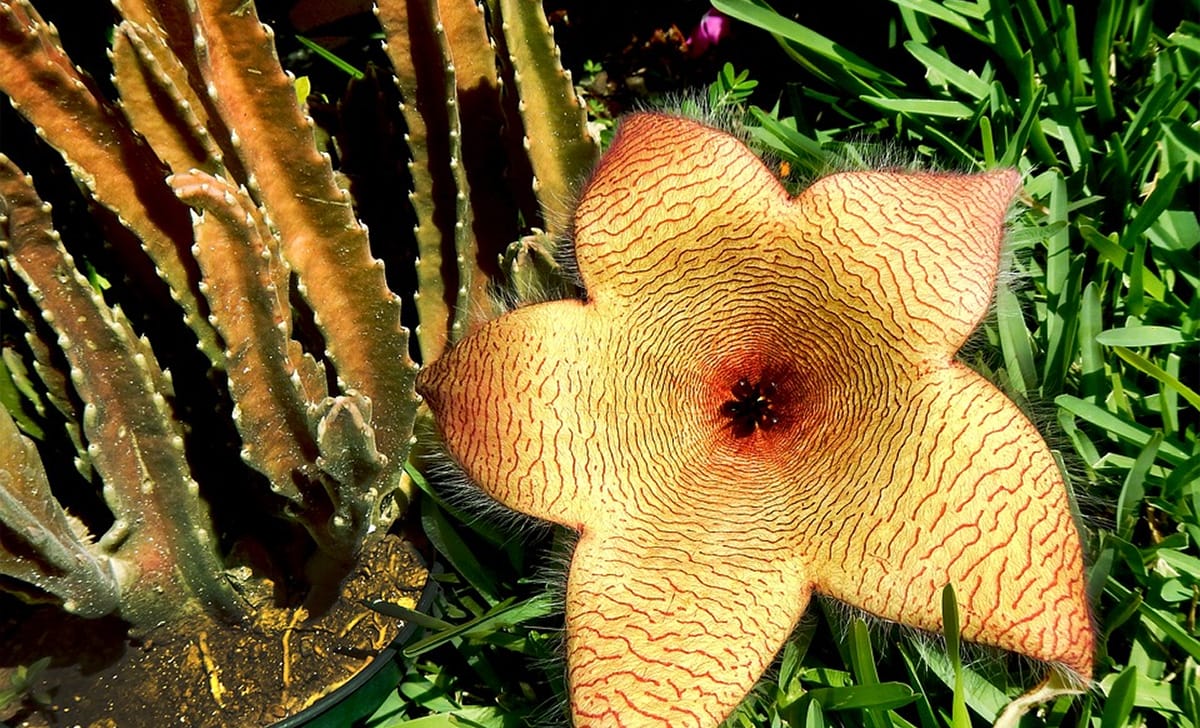 stapelia