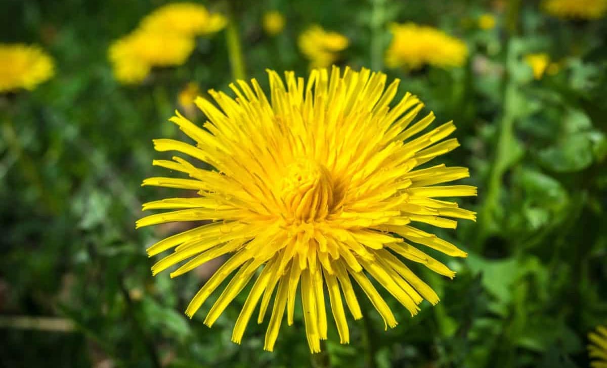 tarassaco
