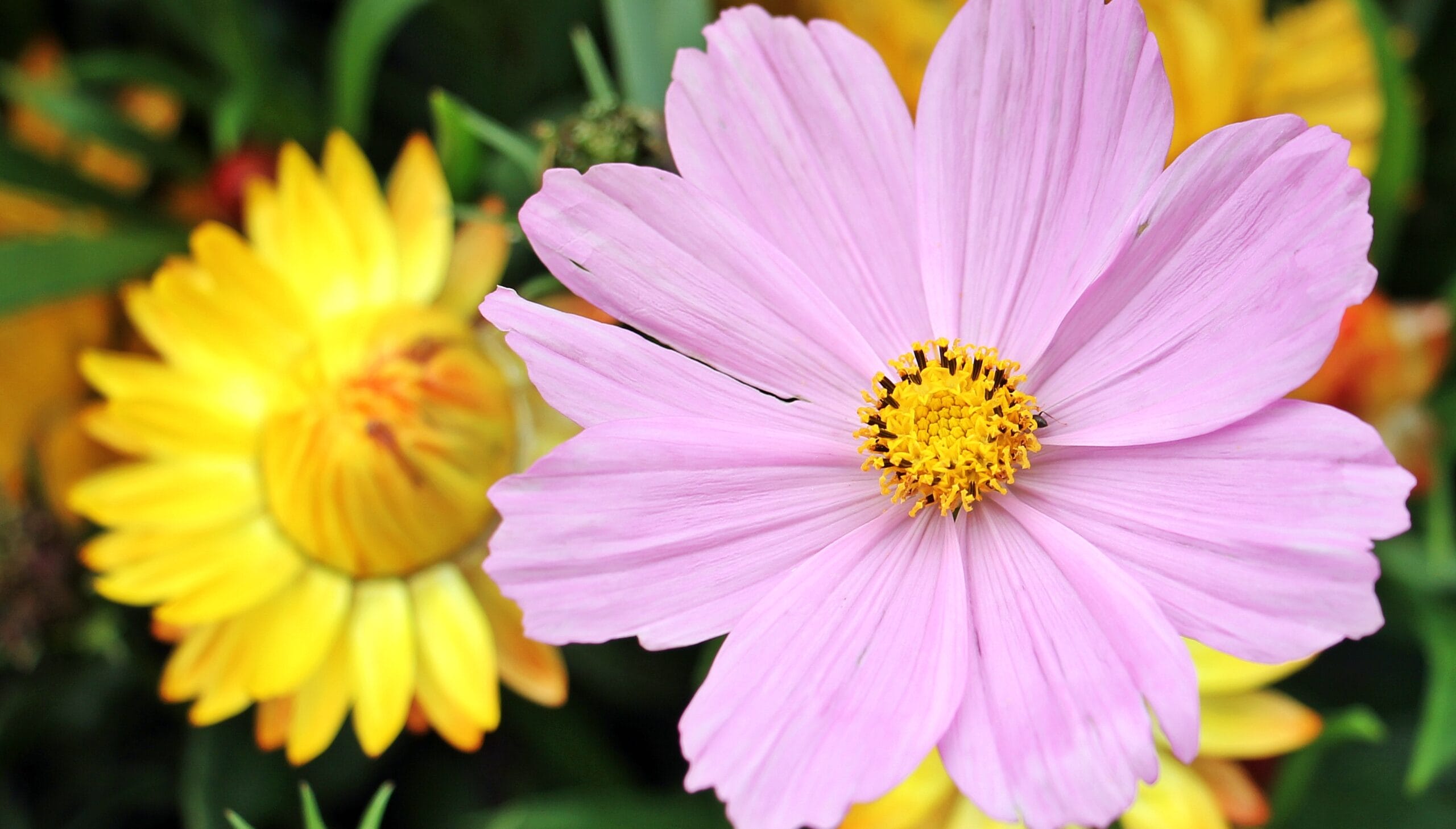 Cosmea