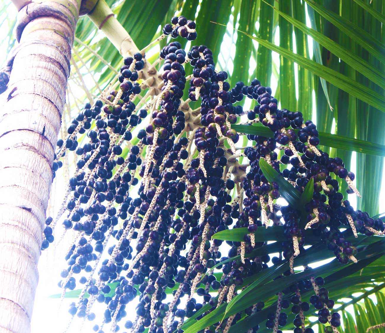 açai