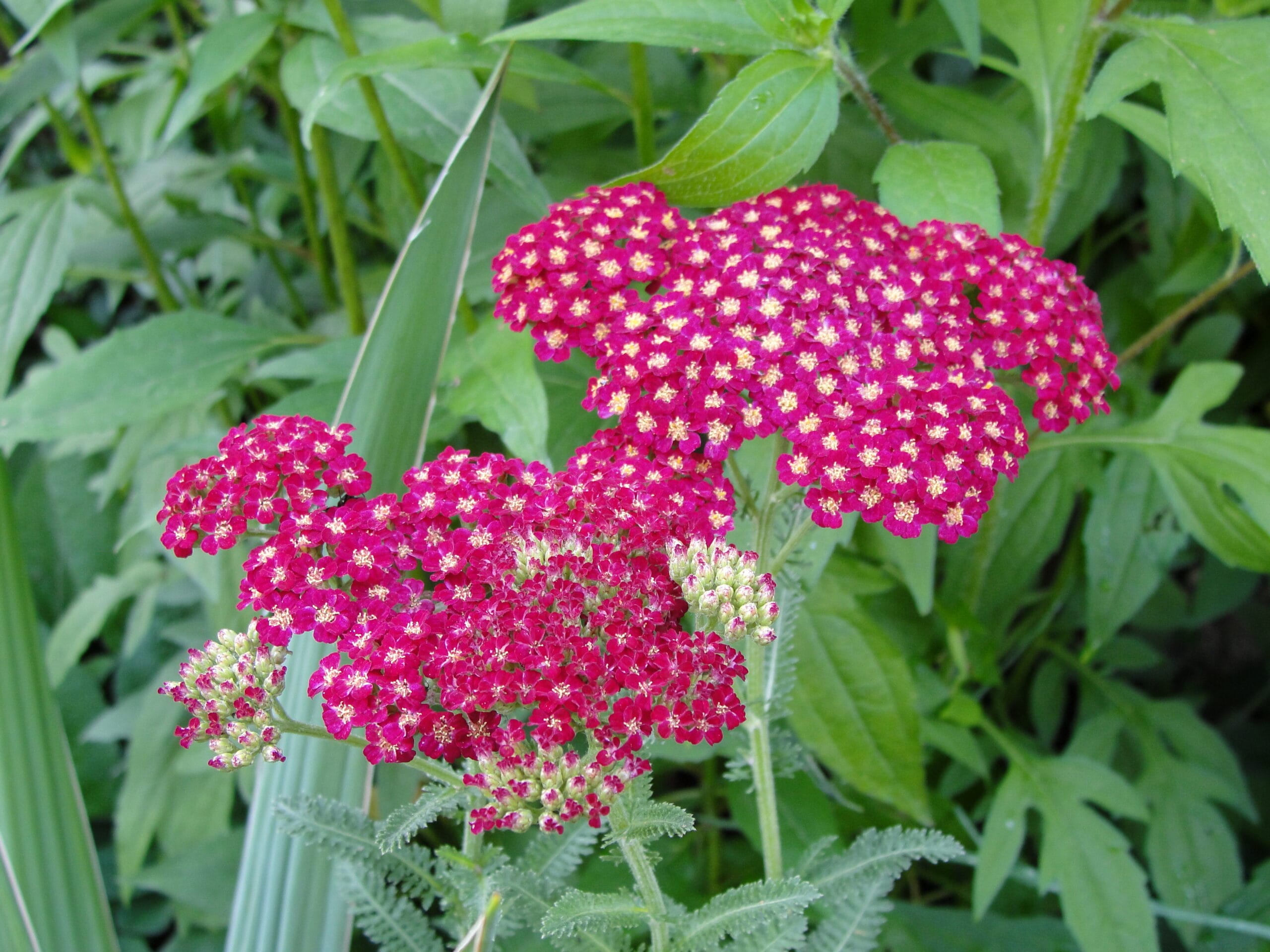 achillea