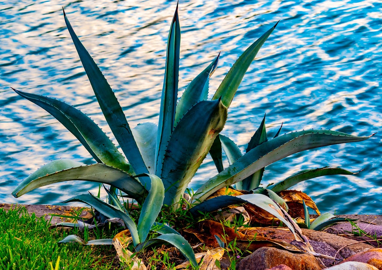 agave