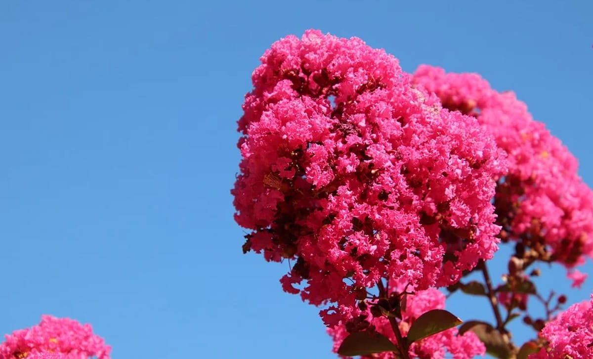 alberello lagerstroemia